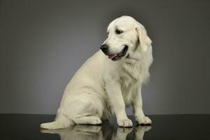 studio tiro di un' bellissimo d'oro cane da riporto cucciolo foto