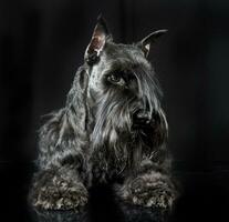 miniatura schnauzer rilassante nel un' nero studio sfondo foto