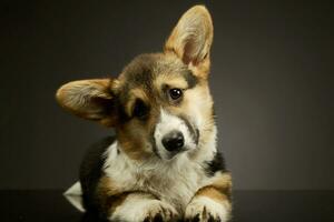 studio tiro di un adorabile corgie foto