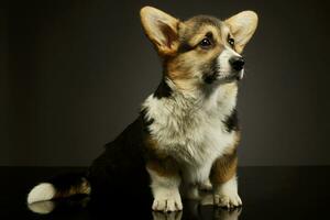 studio tiro di un adorabile corgie foto