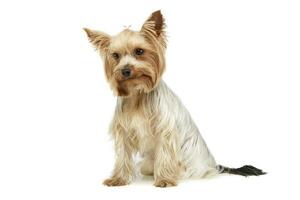 studio tiro di un adorabile yorkshire terrier foto