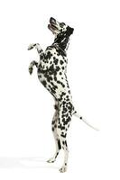 studio tiro di un adorabile dalmata cane in piedi su posteriore gambe e guardare curiosamente foto