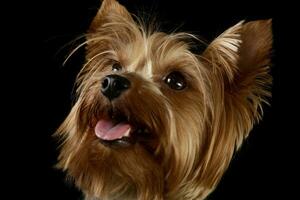 ritratto di un adorabile yorkshire terrier foto