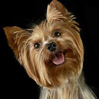 carino yorkshire terrier ritratto nel un' nero foto studio