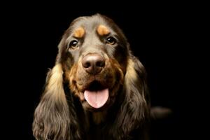 ritratto di un adorabile inglese cocker spaniel foto