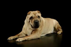 studio tiro di un' bello shar pei foto