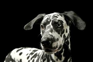 ritratto di un adorabile dalmata cane con diverso colorato occhi in piedi e guardare curiosamente foto