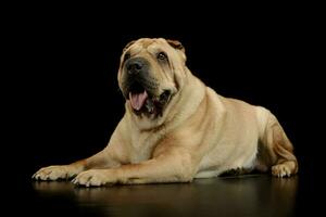 studio tiro di un' bello shar pei foto