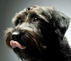 misto razza cablata capelli cane ritratto nel studio foto