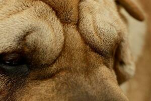 avvicinamento di un adorabile shar pei foto