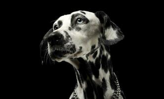 carino dalmata ritratto nel nero sfondo foto studio