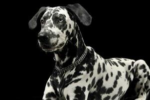 carino dalmata dire bugie nel nero sfondo foto studio