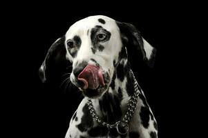 ritratto di un adorabile dalmata cane con diverso colorato occhi leccata il suo labbra foto