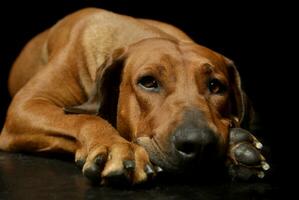 studio tiro di un' bello rhodesian ridgeback foto