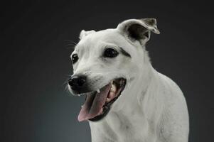 bianca misto razza cane con divertente orecchie ritratto nel grigio sfondo foto