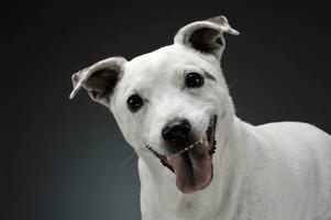 bianca misto razza cane con divertente orecchie ritratto nel grigio sfondo foto