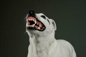 ritratto di un eccitato misto razza cane in piedi e guardare arrabbiato foto