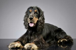 studio tiro di un adorabile inglese cocker spaniel foto