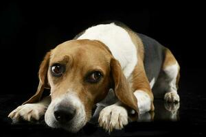 studio tiro di un adorabile beagle foto