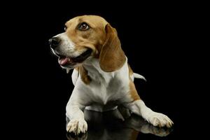 studio tiro di un adorabile beagle foto