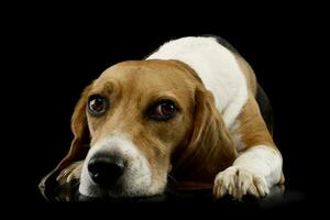 studio tiro di un adorabile beagle foto