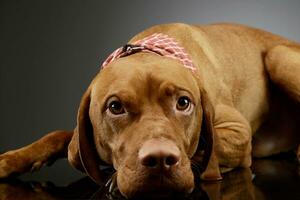 studio tiro di un adorabile magiare vizsla foto