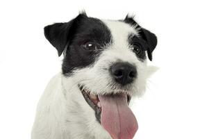 un adorabile parroco russell terrier guardare contento a il telecamera foto