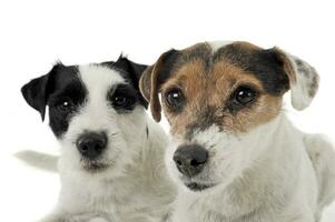 Due adorabile parroco russell terrier guardare curiosamente a il telecamera foto