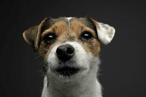 un adorabile parroco russell terrier guardare curiosamente a il telecamera foto