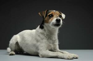 un adorabile parroco russell terrier dire bugie su grigio sfondo foto