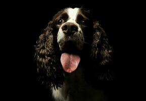 ritratto di un adorabile inglese cocker spaniel foto