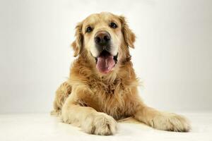 studio tiro di un adorabile d'oro cane da riporto foto