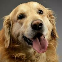 ritratto di un adorabile d'oro cane da riporto foto