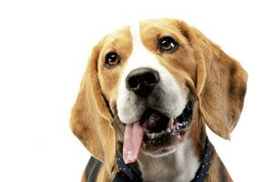 ritratto di un adorabile beagle foto