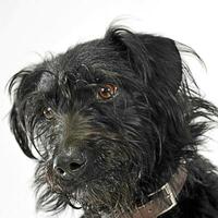 misto razza nero cablata capelli cane portre nel bianca studio foto