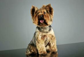 studio tiro di e adorabile yorkshire terrier foto