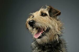 ritratto di un adorabile misto razza cane guardare su curiosamente foto