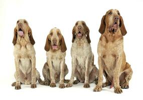 gruppo di bracco italiano sensazione bene nel un' bianca foto studio