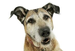 ritratto di un adorabile misto razza cane guardare curiosamente a il telecamera foto