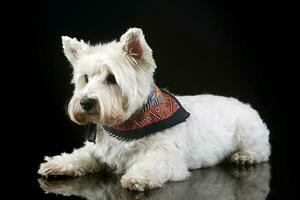 ovest montanaro bianca terrier in posa nel un' foto studio