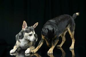 studio tiro di Due adorabile misto razza cane foto