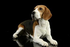 studio tiro di un adorabile beagle foto