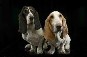 studio tiro di Due adorabile bassetto cane da caccia foto