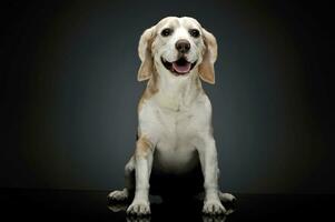 studio tiro di un adorabile beagle foto