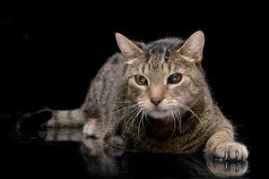 studio tiro di un adorabile domestico gatto foto