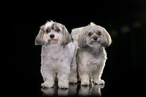 studio tiro di Due adorabile havanese cane foto