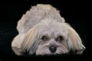 studio tiro di un adorabile havanese cane foto