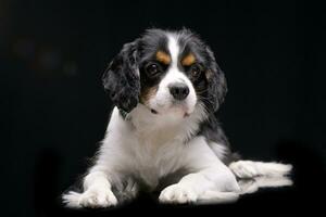 studio tiro di un adorabile cavaliere re charles spaniel foto