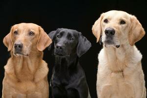 studio tiro di un adorabile misto razza cane, labrador cane da riporto e un' d'oro cane da riporto foto