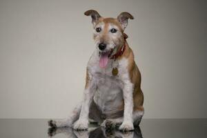 studio tiro di un vecchio, adorabile Jack russell terrier foto